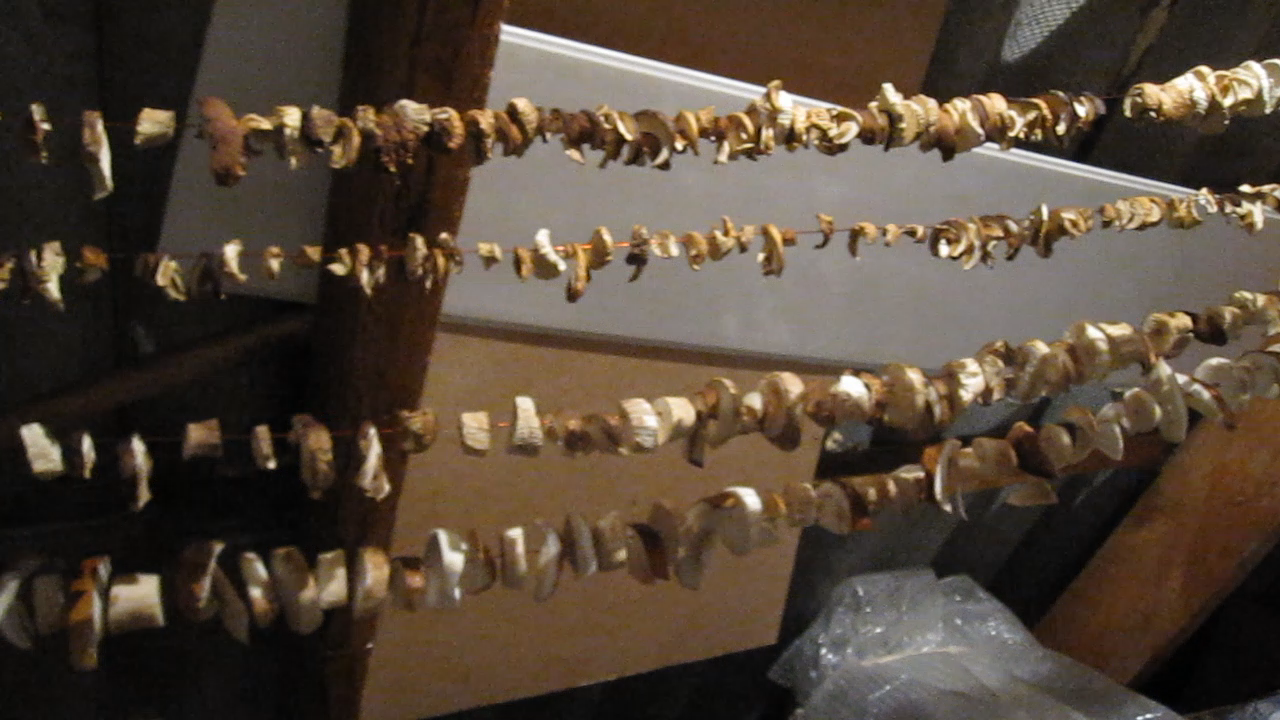 Как сушить грибы дома.Сушка белых грибов.Сушка грибов в домашних условиях смотреть онлайн