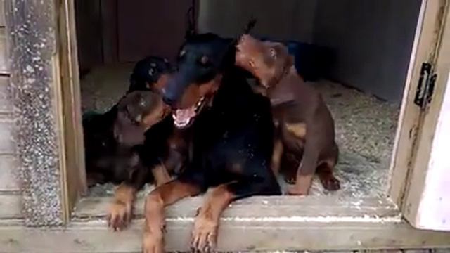 THE EUROPEAN DOBERMAN PINSCHER MIGHTY & MAJESTIC смотреть онлайн