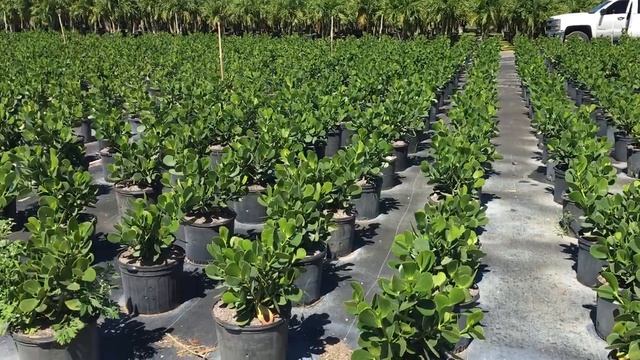 Wholesale Clusia Miami Clusia Plants Miami Clusia Plants - (786) 255-2832 – We Deliver смотреть онлайн