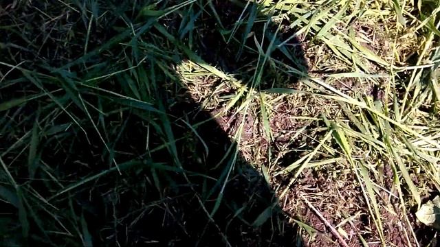 начался сенокос смотреть онлайн