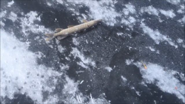 открытие сезона твёрдой воды лен обл гатчинский р-он п. Черново2015- 2016 смотреть онлайн