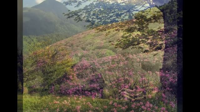 Весна в Карпатах / Carpathians spring смотреть онлайн