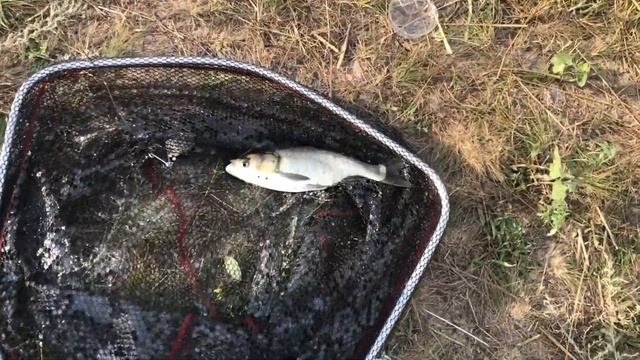 Первый Раз Ловим ТОЛСТОЛОБИКА на Гидропланктон смотреть онлайн