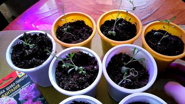 ГВОЗДИКА ШАБО. СПАСЕНИЕ ОТ ЧЕРНОЙ НОЖКИ. смотреть онлайн