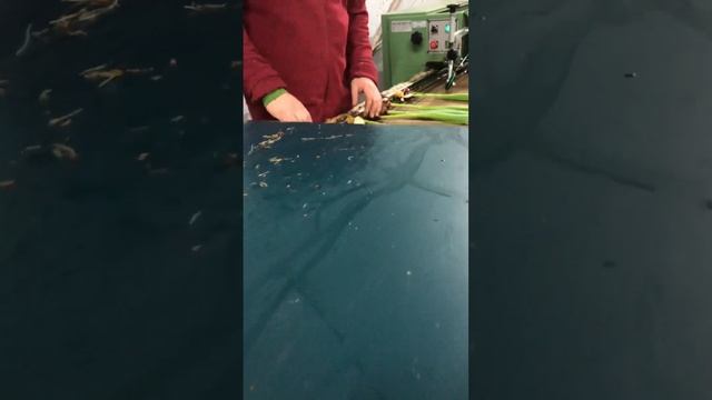 Живые видео с теплиц. Тюльпаны оптом к 8 марта. смотреть онлайн