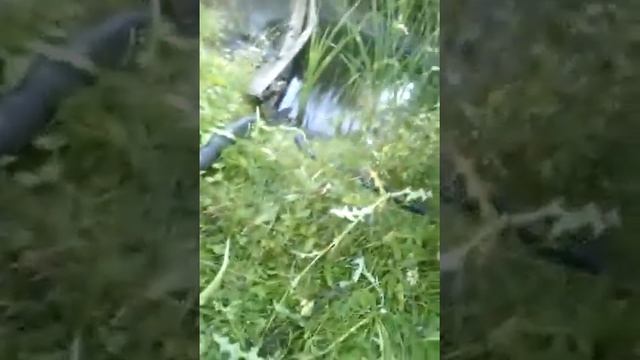Мотопомпа 2сд качает воду. смотреть онлайн