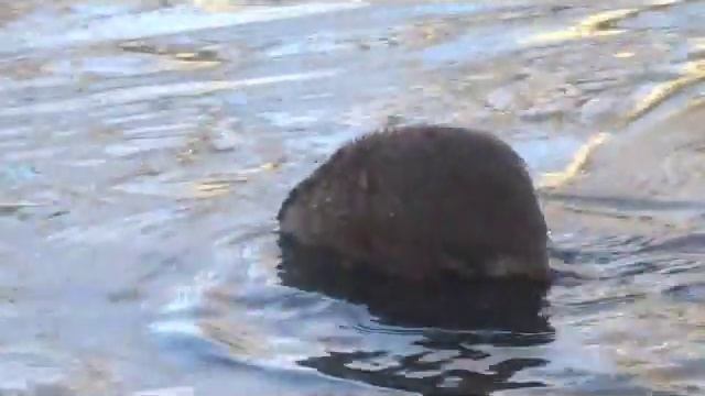 Ондатра на реке Исеть смотреть онлайн