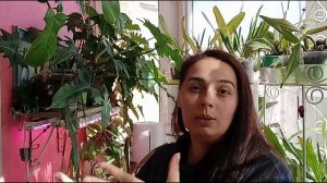 Филодендроны: хитрости