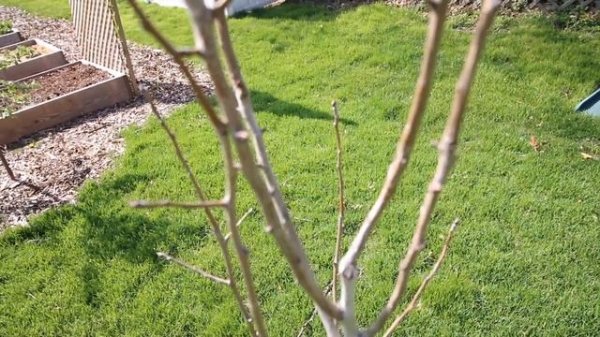 Why Did My Pear Tree Die? Troubleshooting Guide