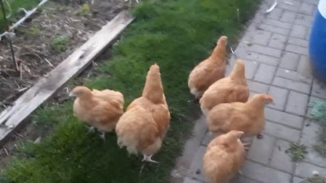 ???ОРПИНГТОН ПАЛЕВЫЙ МОЛОДНЯК ??? смотреть онлайн