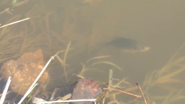 Рыбалка на Ую!