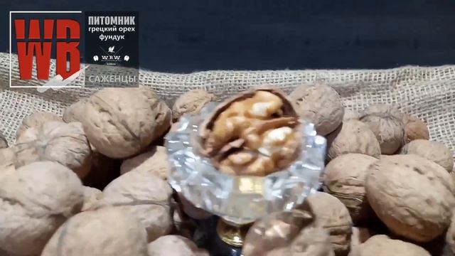 Орехи Кочерженко и Иван Багряный плодоносят на Первый год. Walnuts Broker #ГрецкийОрехКочерженко смотреть онлайн