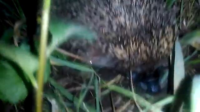 Пакимонов не ловим.Ищем ежей в лесу! смотреть онлайн