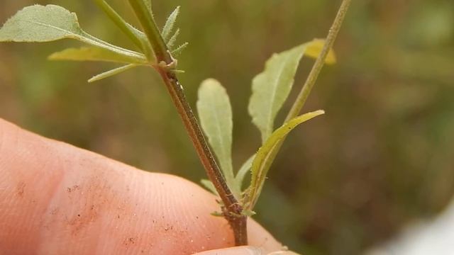 Фиалка полевая Viola arvensis смотреть онлайн