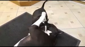 Мини Бультерьер и Стаффордширский терьер.Собаки породы бультерьер и стаффорд спелись знакомство.