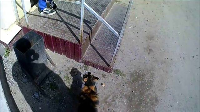 24 мая. Кошка потеряшка.