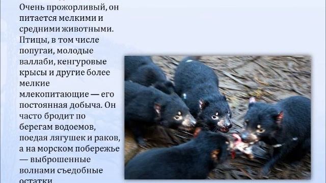 тасманийский дьявол.wmv смотреть онлайн