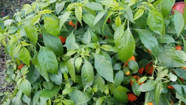 Habanero Pepper Plant.....