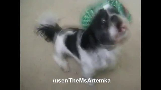 Эти забавные животные в зоомагазине Динозврик смотреть онлайн