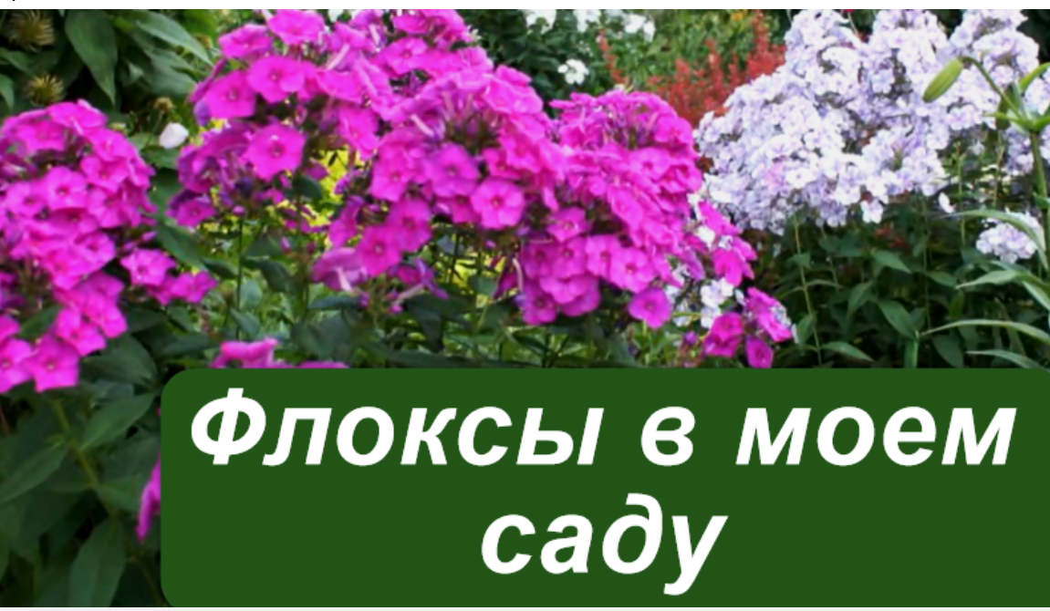 Флоксы в моем саду смотреть онлайн