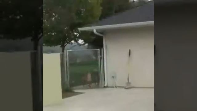 Накаченный питбуль смотреть онлайн