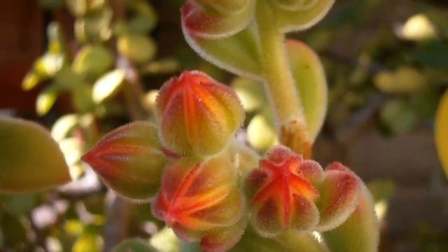 My Echeveria pulvinata in beautiful blooms смотреть онлайн