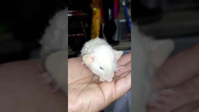 Cute Himalayan Dumbo Rex Rat смотреть онлайн