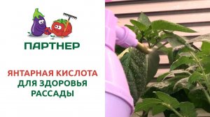 ЯНТАРНАЯ КИСЛОТА ДЛЯ ЗДОРОВЬЯ РАССАДЫ