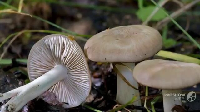 Lyophyllum paelochroum - fungi kingdom смотреть онлайн
