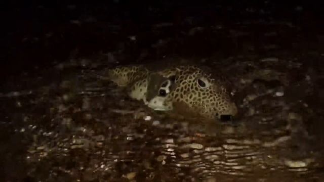 Иглобрюховые (Tetraodontidae). Звездчатый аротрон (Giant puffer) смотреть онлайн