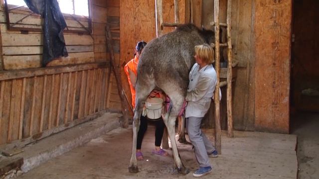 Лосиная ферма смотреть онлайн
