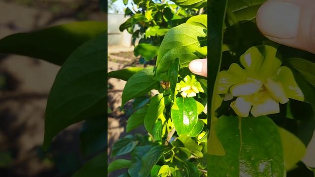 Цветет Хурма.Сорт Зенджи Мароу! смотреть онлайн