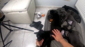 Кане-корсо, купировать хвосты и уши собаке ? Или не купировать?