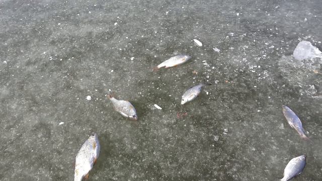 ЛОВИМ ЩУК, А ТУТ ВОБЛА ПОШЛА! НЕ ЗРЯ МОРМЫШКИ ВЗЯЛ НА РЫБАЛКУ С СЫНОМ НАШЛИ МЕРЕЖУ/СЕКРЕТ ЧТО В НЕЙ смотреть онлайн