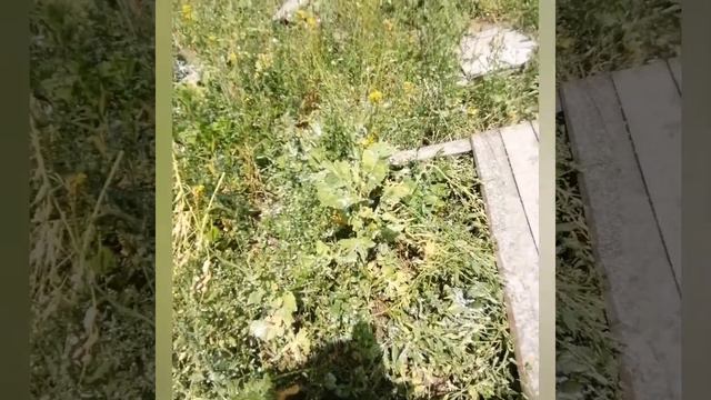 22.07.22. Несвижский р-н. Славкаво. Ферма. Вкус улиток. Улитковый муцин в работе. смотреть онлайн