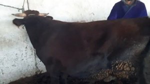 BUXORO VOBKENT MOL BOZOR .БУХОРО ВОБКЕНТ МОЛ БОЗОР.   14 ноября 2020 г.