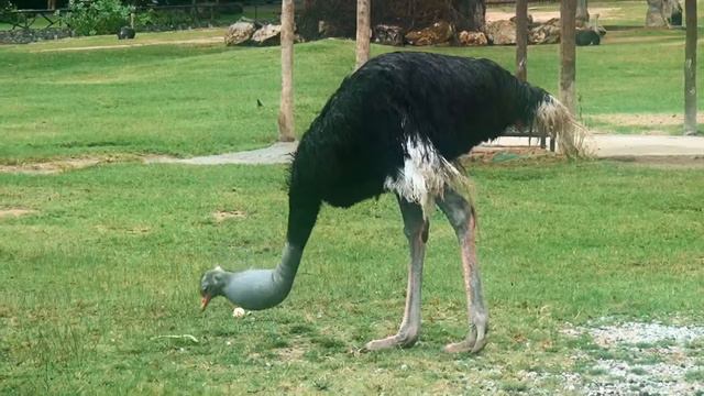 Зоопарк Кхао Кхео. Часть 1. Птицы. Khao Kheo Zoo. Part 1. Birds смотреть онлайн