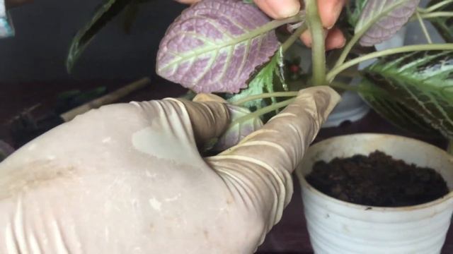 Budidaya Episcia смотреть онлайн
