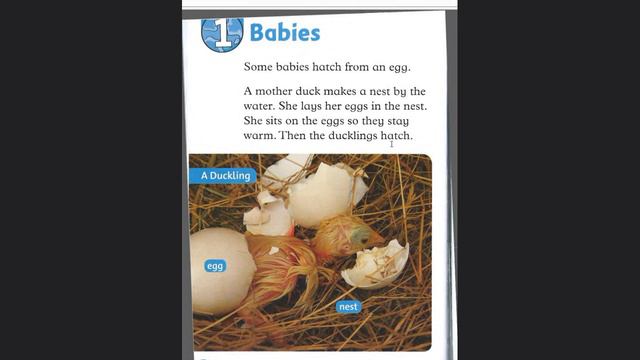 1 урок YOUNG ANIMALS BABIES ENGLISH READING SPREAKING WORDS TRANSLATE LISTEN NATURE смотреть онлайн