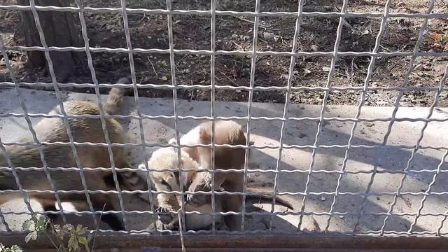 ДО КОНЦА!!! Люся НАПОМНИЛА о ПРАВИЛАХ ТБ в ПАРКЕ ТАЙГАН! смотреть онлайн