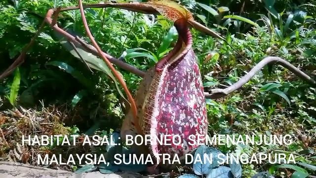 3 Nepenthes rafflesiana смотреть онлайн