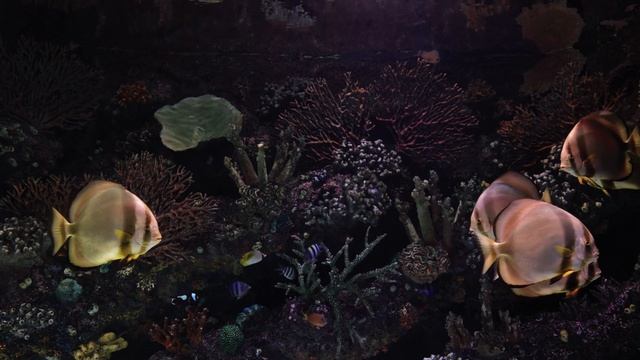 Лучший аквариум 4K для релаксации ? Музыка для медитации во сне - Заставка 4K UHD смотреть онлайн