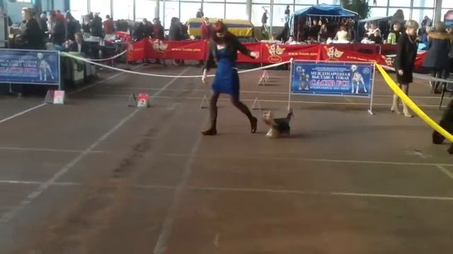 Ринг Йоркширский Терьер , Кобели смотреть онлайн