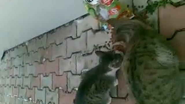 кошки татарские смотреть онлайн