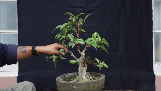 20+ yrs old Ficus Bonsai Ficus Viren смотреть онлайн