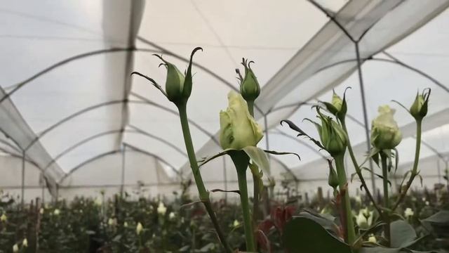 Кустовая роза Викториан Тибет в Эквадоре смотреть онлайн