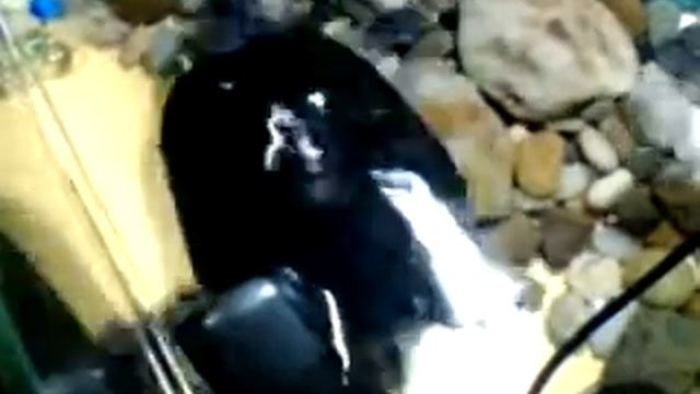 Танцующая черепашка.