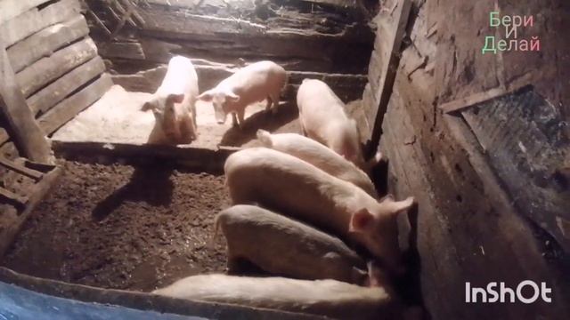 Свиноводство. Развожу свиней. смотреть онлайн