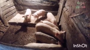 Свиноводство. Развожу свиней.