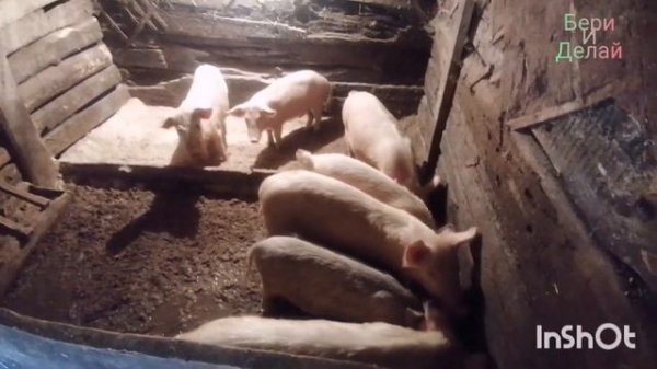 Свиноводство. Развожу свиней.